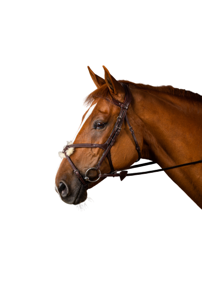 Dy'on Figure 8 Noseband Bridle NEAAAC