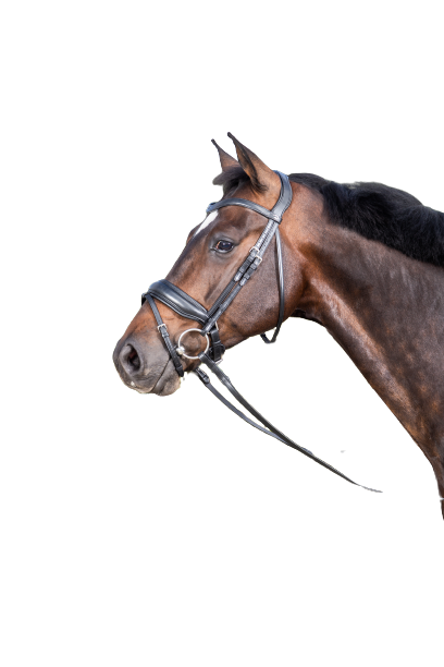 Dy'on Large Crank Noseband Bridle with Flash NEDCAM/N/O