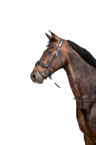 Dy'on Large Crank Noseband Bridle with Flash NEDCAM/N/O