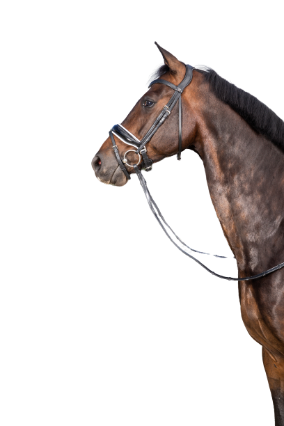 Dy'on Large Crank Noseband Bridle with Flash NEDCAM/N/O