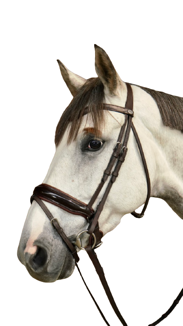 Dy'on Large Crank Noseband Bridle with Flash WODCAM/N/O