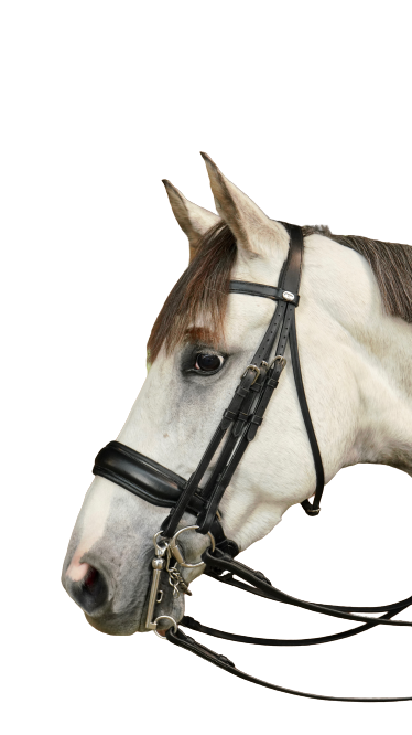 Dy'on Large Crank Noseband Double Bridle WOECAR/S/T