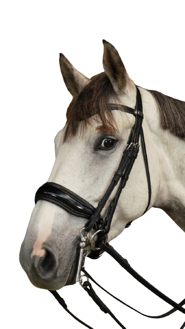 Dy'on Large Crank Noseband Double Bridle WOECAR/S/T