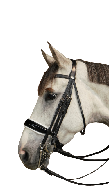 Dy'on Large Crank Noseband Double Bridle WOECAR/S/T