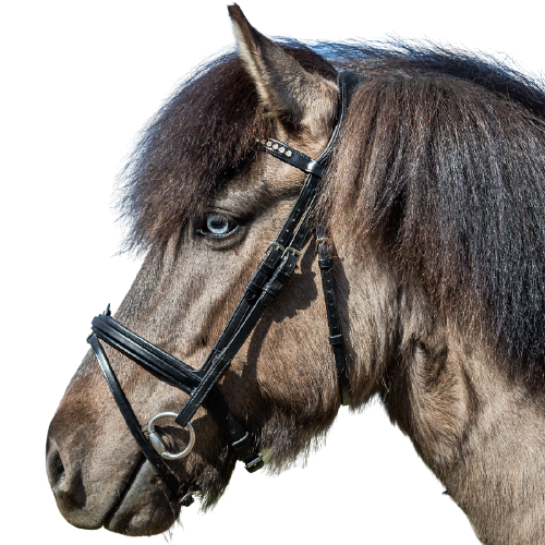 Dy'on Icelandic Flash Noseband Bridle ICICAA