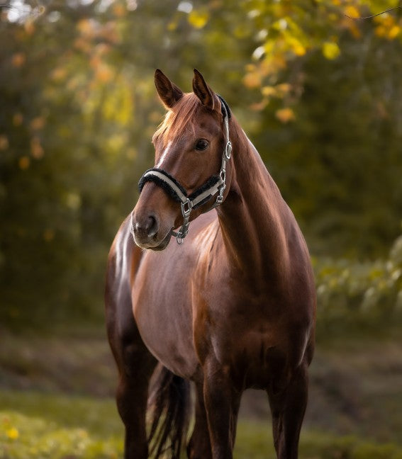 PEGASUS HALTER by Waldhausen