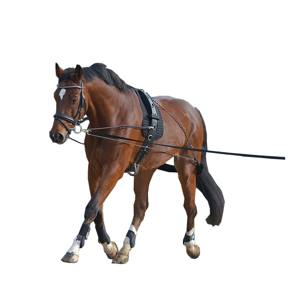 Lunging System by Waldhausen