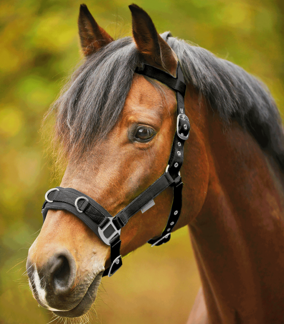 ECONOMIC LUNGING HALTER by Waldhausen