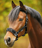 ECONOMIC LUNGING HALTER by Waldhausen