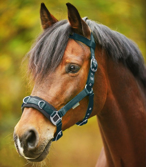 ECONOMIC LUNGING HALTER by Waldhausen